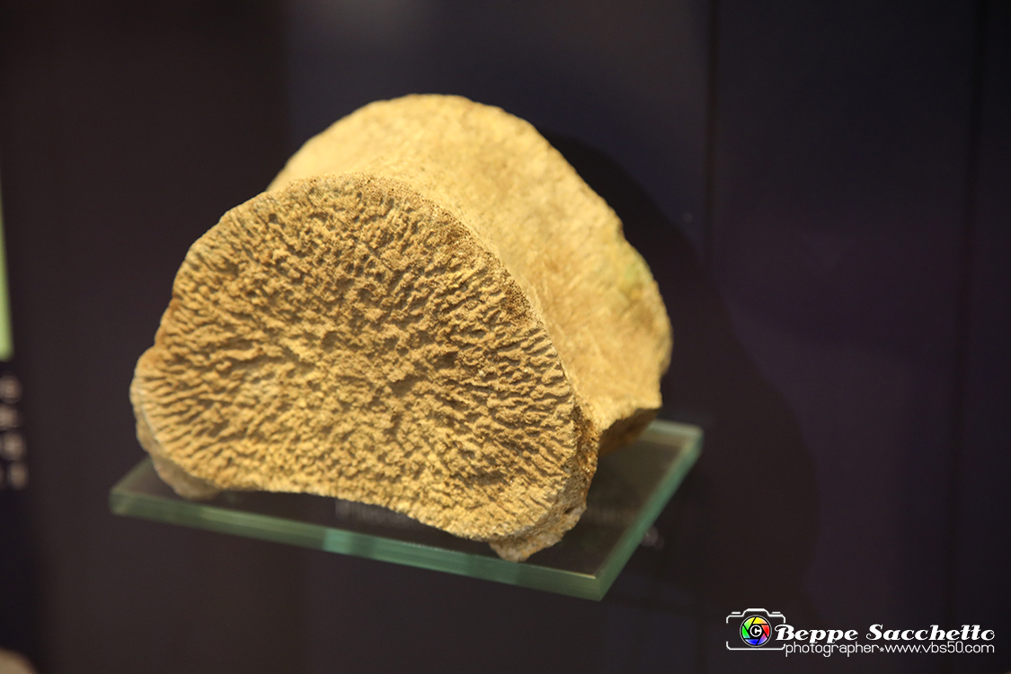 VBS_9060 - Museo Paleontologico - Asti.jpg